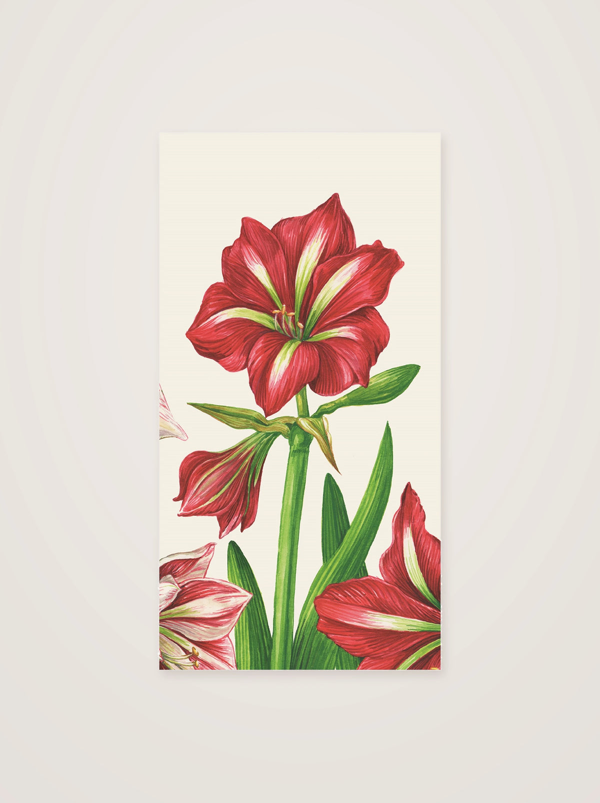 Paper guest napkin illustrated with botanical red and white-striped amaryllis blossoms and foliage
