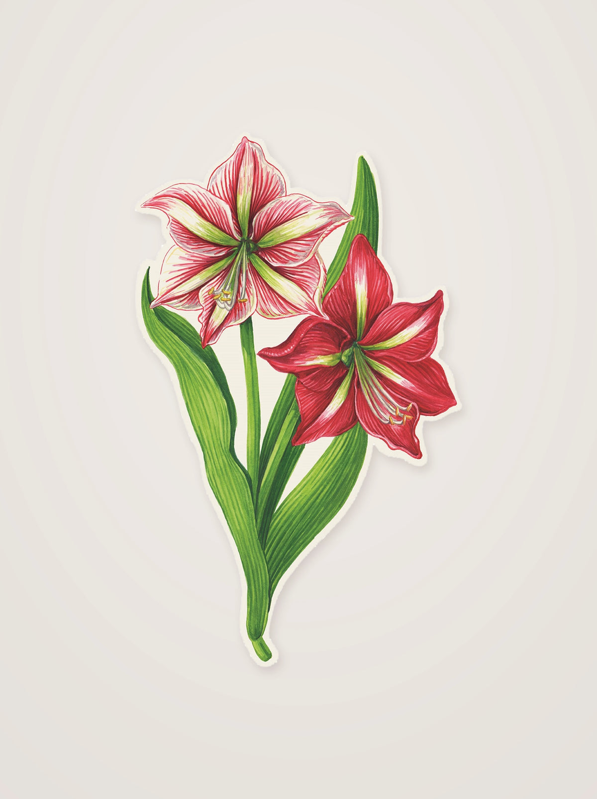 Die-cut paper table accent shaped like blooming red and pink amaryllis flowers on green stems
