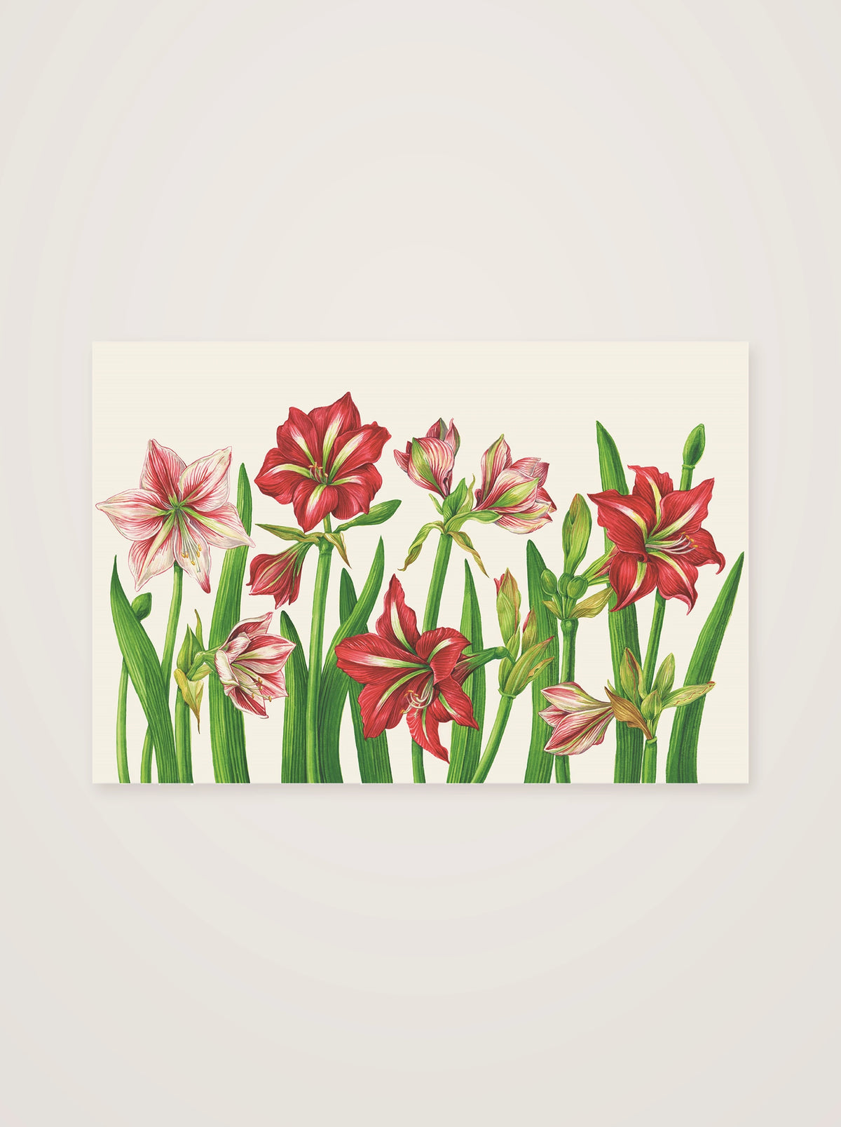 Amaryllis paper placemat sheet displaying botanical red and pink blooms along tall green stems